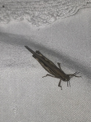 Aiolopus thalassinus dubius