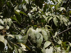 Lepisanthes tetraphylla