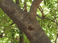 Lepisanthes tetraphylla