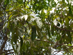 Lepisanthes tetraphylla