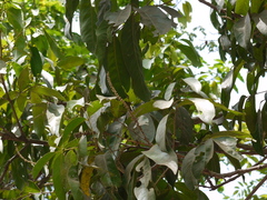 Lepisanthes tetraphylla