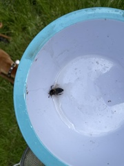 Nicrophorus vespillo