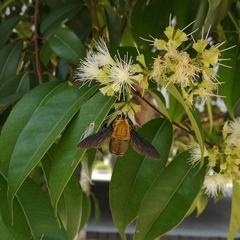 Xylocopa flavonigrescens