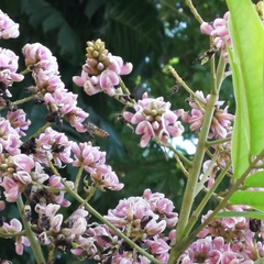 Apis cerana
