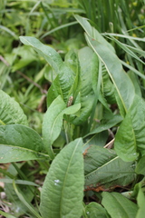 Bistorta officinalis