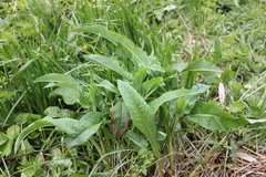 Bistorta officinalis