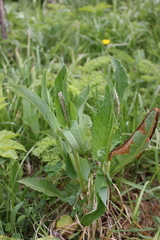 Bistorta officinalis
