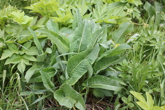 Bistorta officinalis