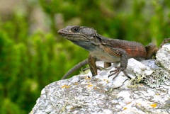 Pseudocordylus microlepidotus microlepidotus