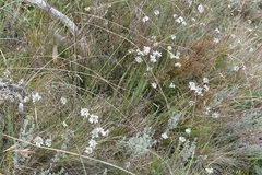Rhodanthe anthemoides