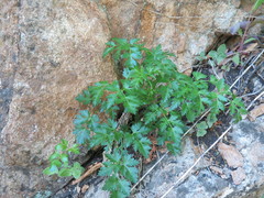 Kitagawia terebinthacea