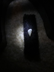 Leiopyrga lineolaris