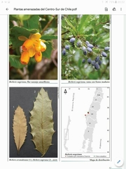 Berberis negeriana