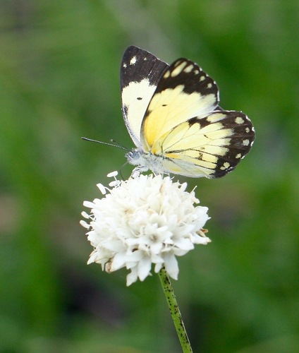 African Caper