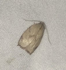 Euchaetis