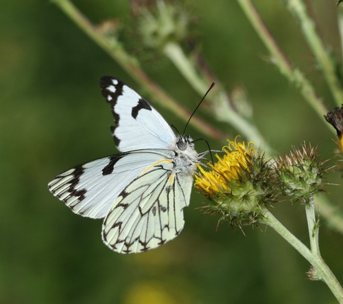 Forest White