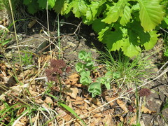 Hylotelephium ussuriense