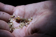 Pale-Headed Gecko photo 2