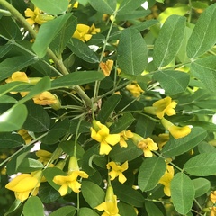 Caragana arborescens