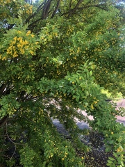 Caragana arborescens