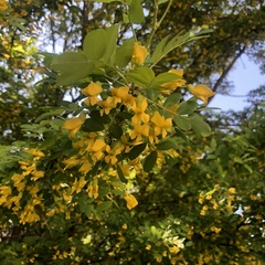 Caragana arborescens