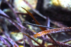 Stigmatopora narinosa