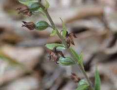Epipactis