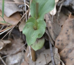 Epipactis
