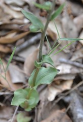 Epipactis