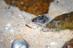 Favonigobius lateralis