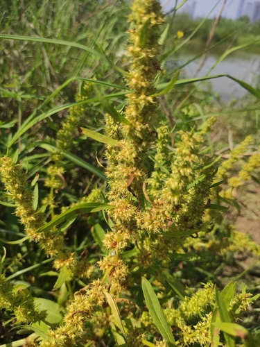 Rumex trisetifer iNat (2)