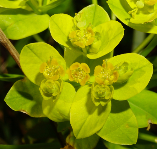 Image of Euphorbia illirica by (c) Patrick Hacker, some rights reserved (CC BY)