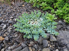 Mertensia simplicissima