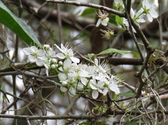 Prunus umbellata
