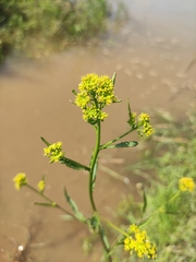 Rorippa globosa