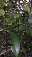 Rubiaceae
