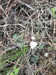 Crassula capensis capensis