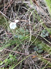 Crassula capensis capensis