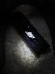 Phycothais reticulata