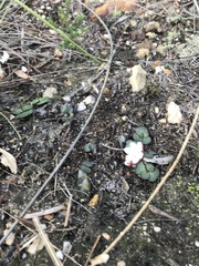 Crassula capensis capensis