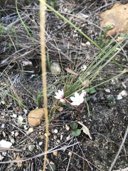 Crassula capensis capensis