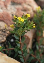 Gnidia styphelioides