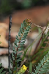 Gnidia styphelioides