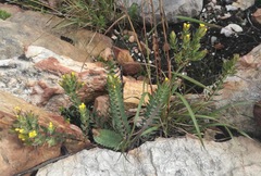 Gnidia styphelioides