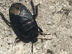 Cydnus aterrimus