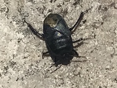 Cydnus aterrimus
