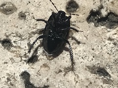 Cydnus aterrimus