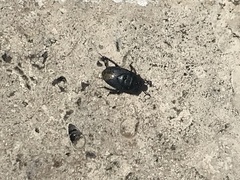 Cydnus aterrimus