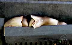 Volvariella volvacea