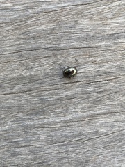 Chrysolina americana